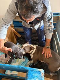 Cuccioli Amstaff incrocio Labrador