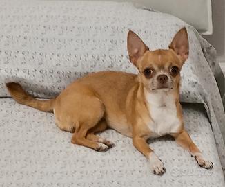 Chihuahua