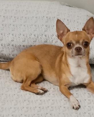 Chihuahua