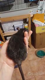 Maschietti ratti domestici