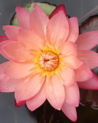 Ninfea tropicale TROPIC SUNSET