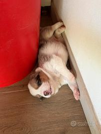 Border collie cuccioli