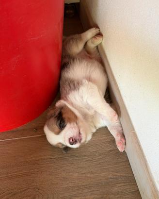 Border collie cuccioli