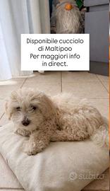 Maltipoo