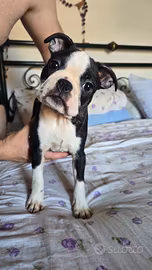 Boston terrier
