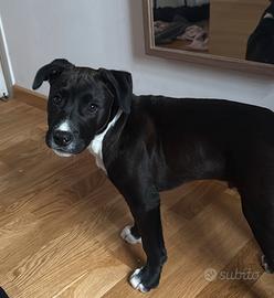 Pitbull