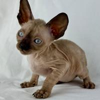 Cornish Rex