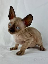 Cornish Rex