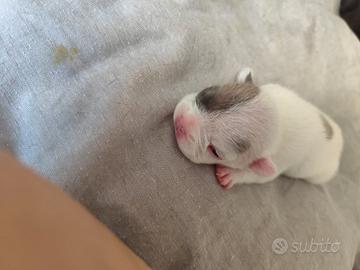 BULLDOG Francese 