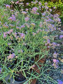 fiori perenni