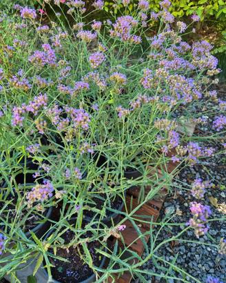 fiori perenni