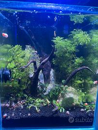 Acquario dolce (solo interno)