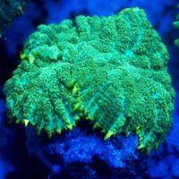 Rhodactis, diverse varietà - marino