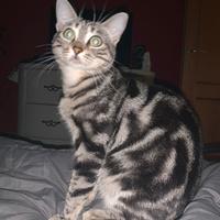 Gatti per una buona famiglia amorevole