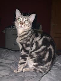 Gatti per una buona famiglia amorevole