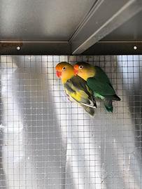 Coppia di inseparabili Fischer