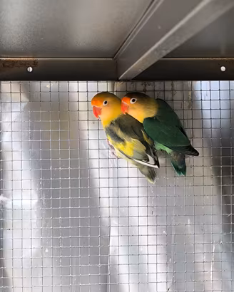 Coppia di inseparabili Fischer