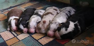 Cuccioli con pedigree pastore australiano