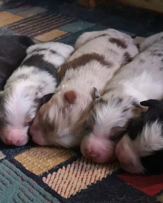 Cuccioli con pedigree pastore australiano