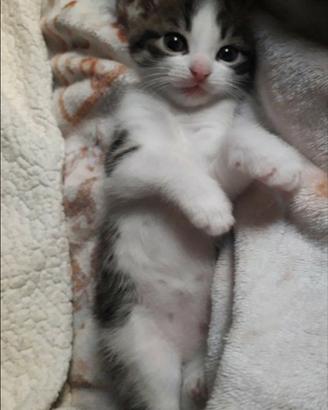 Gattini stupendi