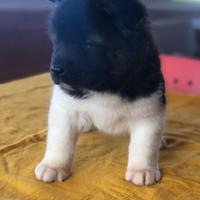 Akita Americano Cuccioli