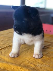 Akita Americano Cuccioli