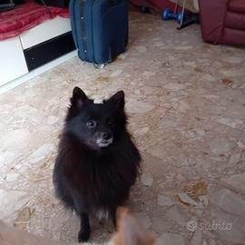 Volpina