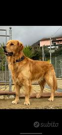 Golden retriever inglese per monta