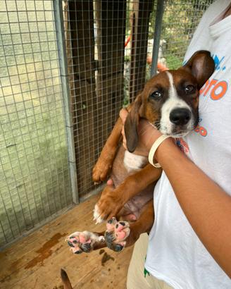 Cuccioli di Segugio Maremmano