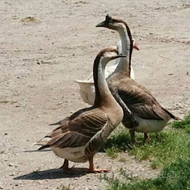 Oche cignoidi e bianche