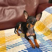 Pinscher toy