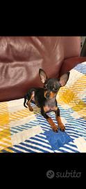 Pinscher toy