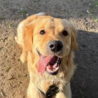 Golden retriver pronto per monta