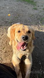 Golden retriver pronto per monta