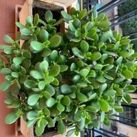 Due Piante grasse in un unico vaso