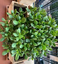 Due Piante grasse in un unico vaso