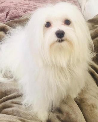 Maltese per accoppiamento