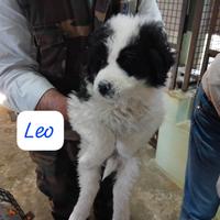 Cuccioli in adozione