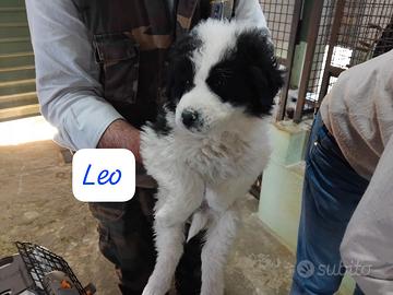 Cuccioli in adozione