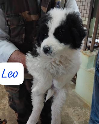 Cuccioli in adozione