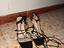Immagine 1