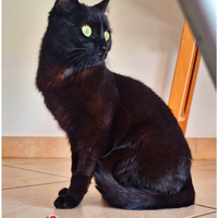 Ada e la notte di San Silvestro