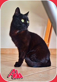 Ada e la notte di San Silvestro