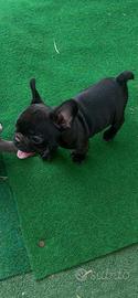 Cucciolo bulldog francese, Maschio