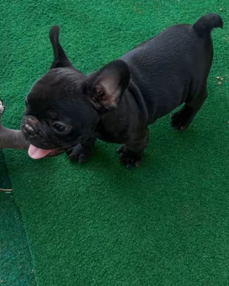 Cucciolo bulldog francese, Maschio
