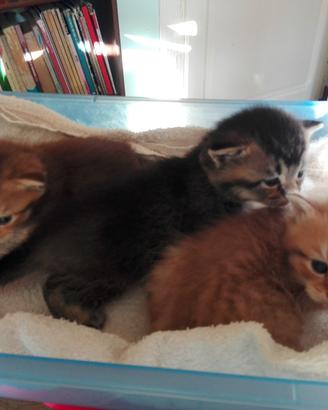 Cuccioli British shorthair maschi
