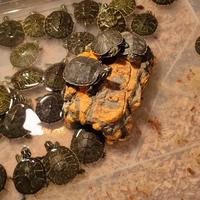 Tartarughine d'acqua