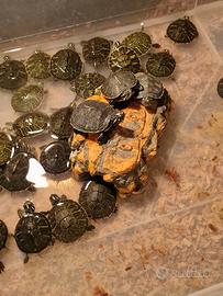 Tartarughine d'acqua