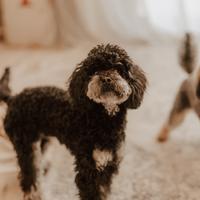 Barboncino Phantom per monta