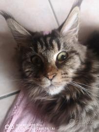 Maine Coon intera